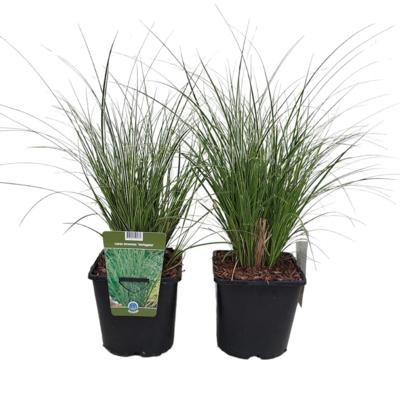 carex-brunnea-variegata