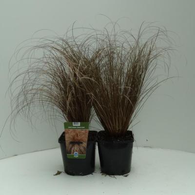 carex-comans-bronze-form