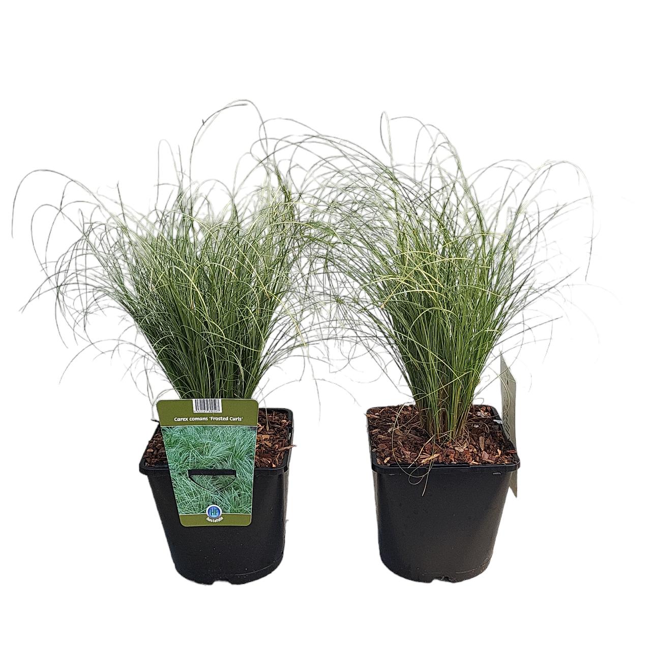 Carex comans 'Frosted Curls' plant