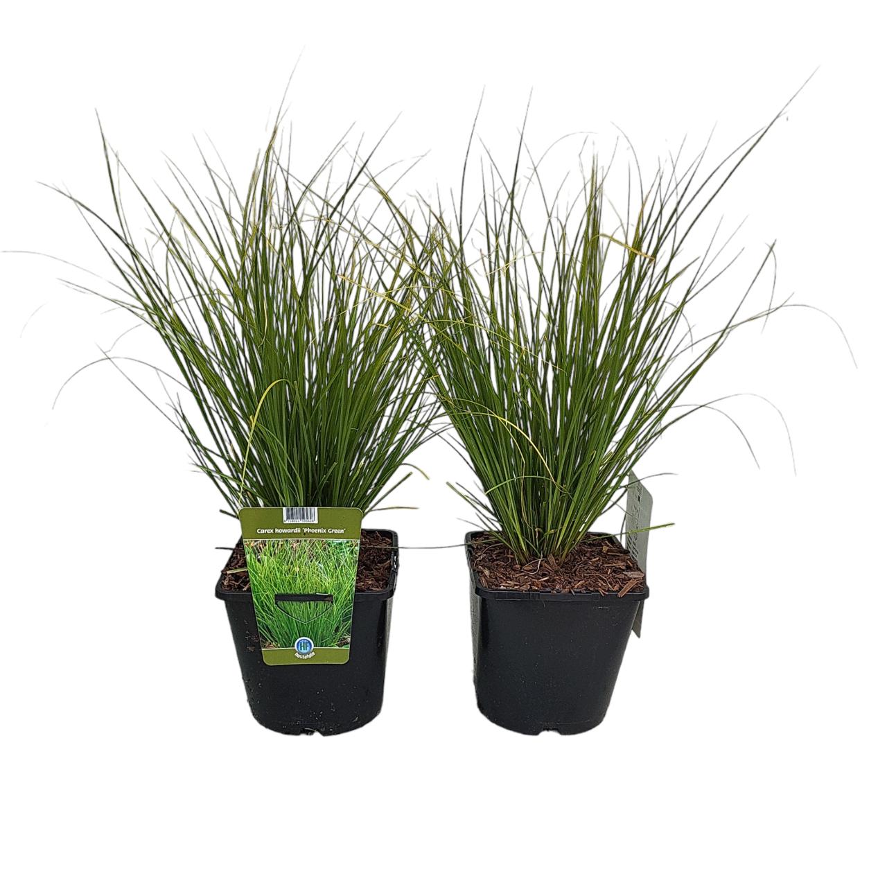 Carex howardii 'Phoenix Green' plant