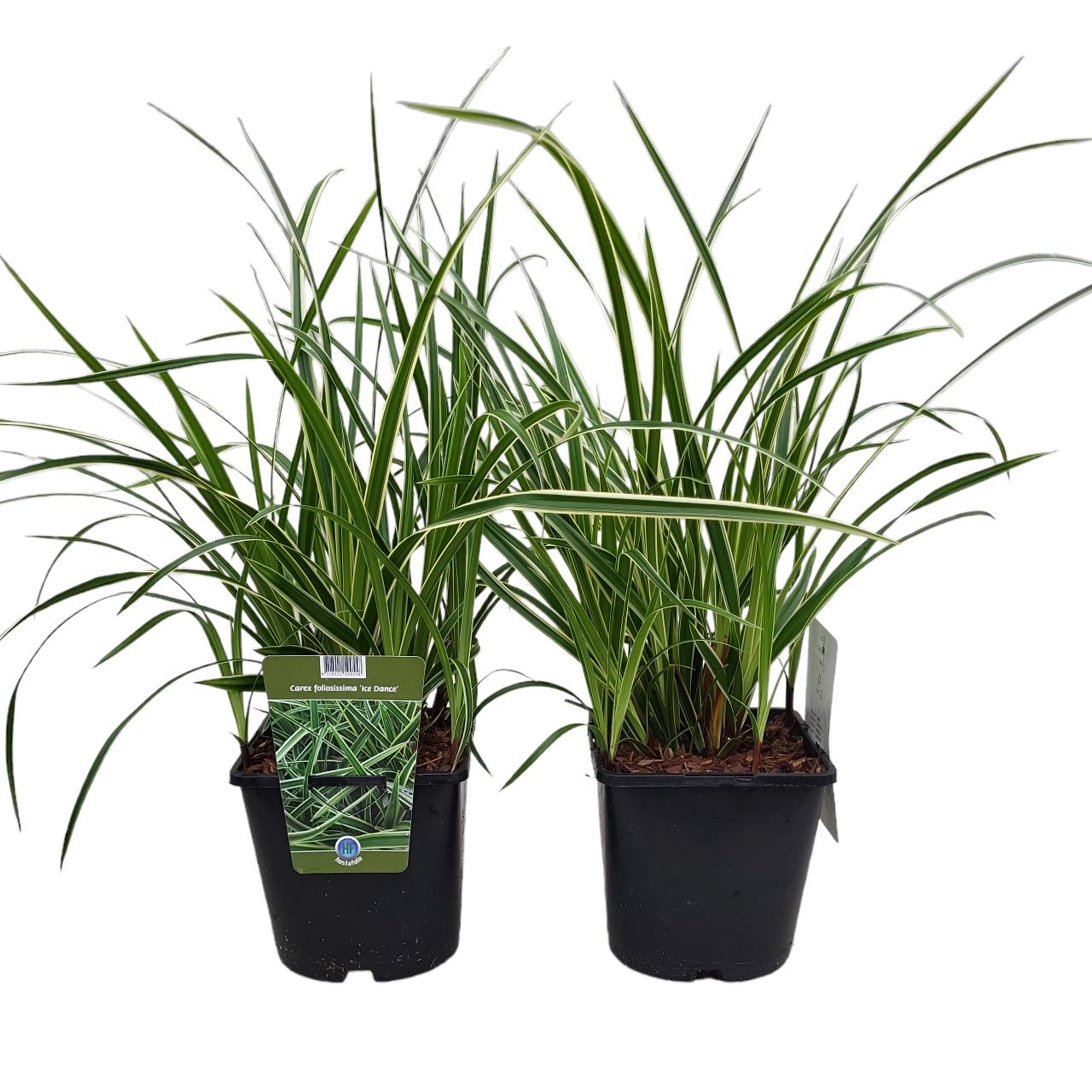 Carex morrowii 'Ice Dance' plant