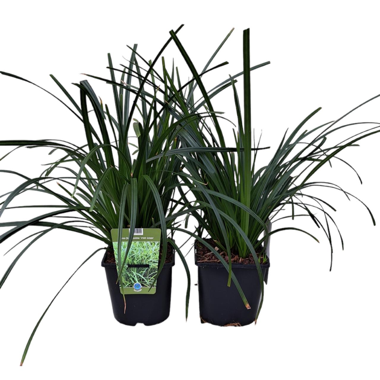 Carex morrowii 'Irish Green' plant