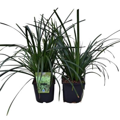 carex-morrowii-irish-green