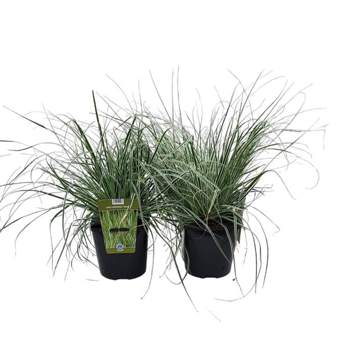 Carex oshimensis 'Everest' plant