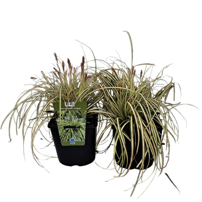 Carex oshimensis 'Evergold' plant