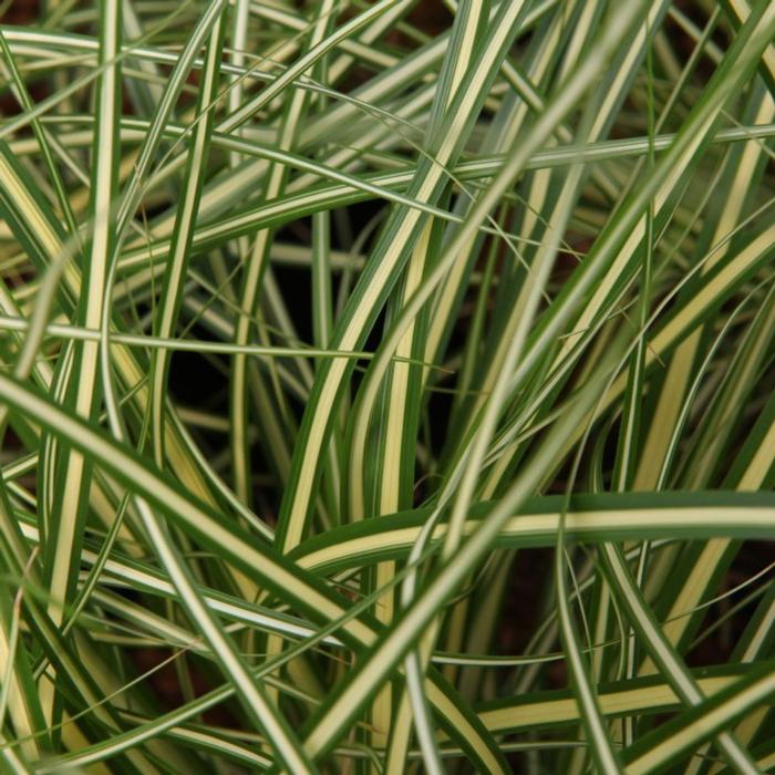 Carex oshimensis 'Evergold' plant