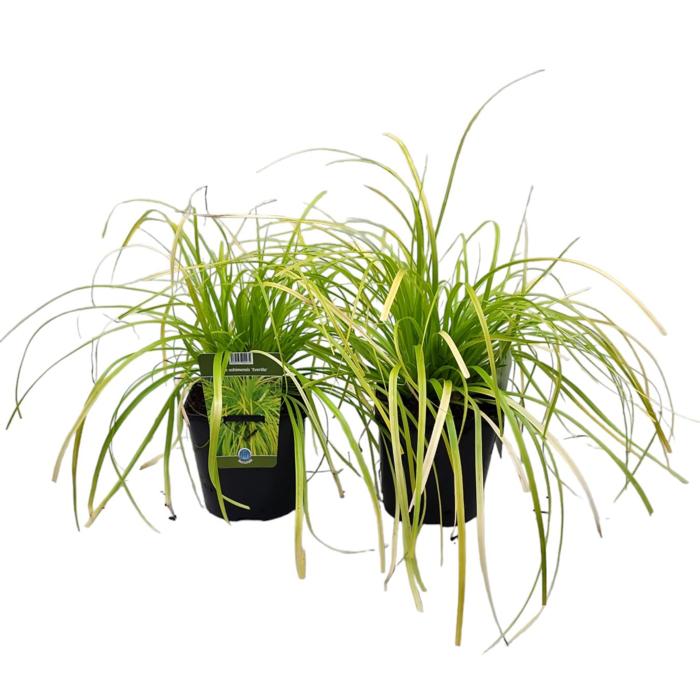 Carex oshimensis 'Everillo' plant