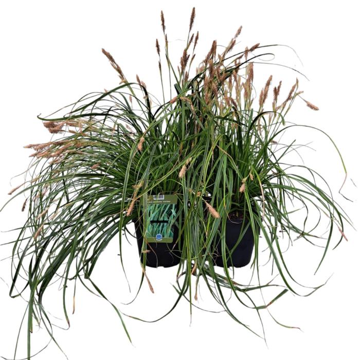 Carex oshimensis 'Everlime' plant