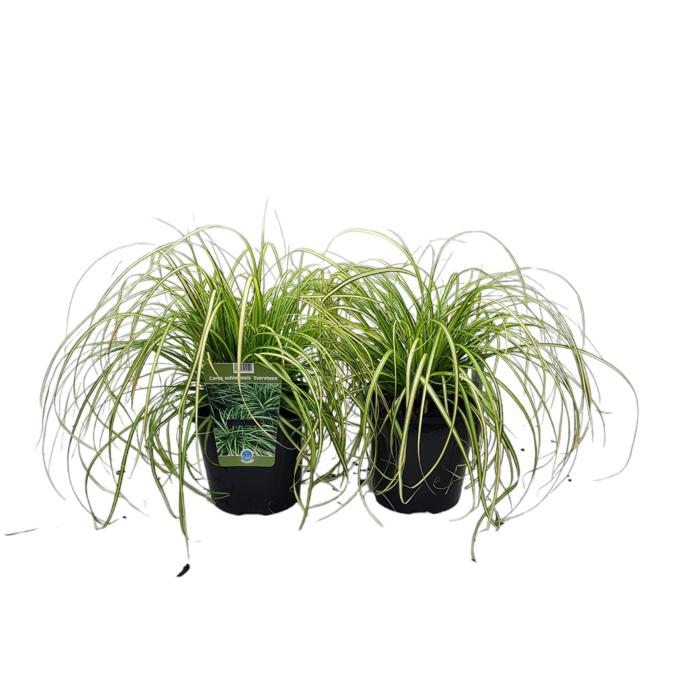 Carex oshimensis 'Eversheen' plant