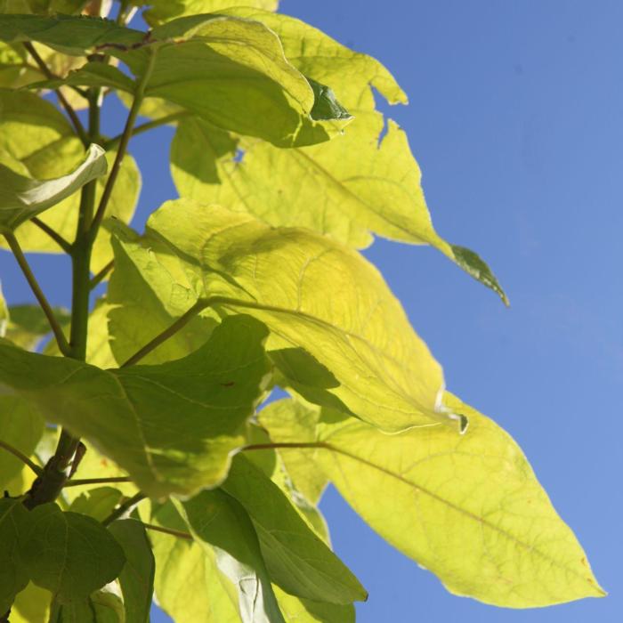 Catalpa bignonioides 'Aurea' plant