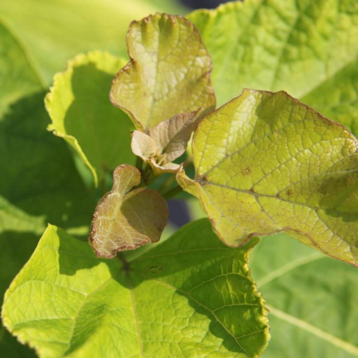 Catalpa bignonioides 'Aurea' plant