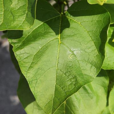 catalpa-bignonioides-aurea