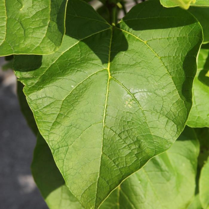 Catalpa bignonioides 'Aurea' plant