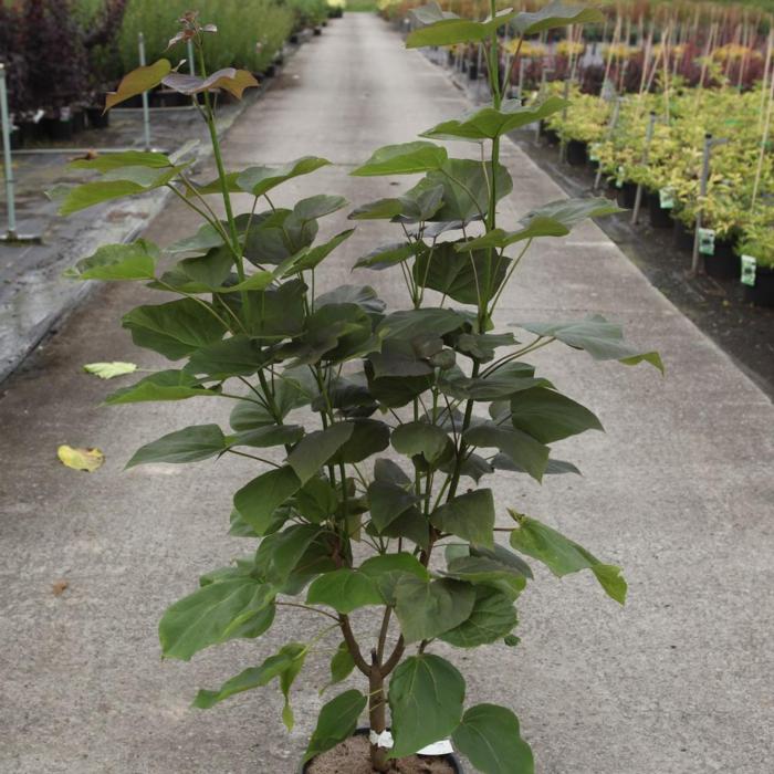 Catalpa erubescens 'Purpurea' plant