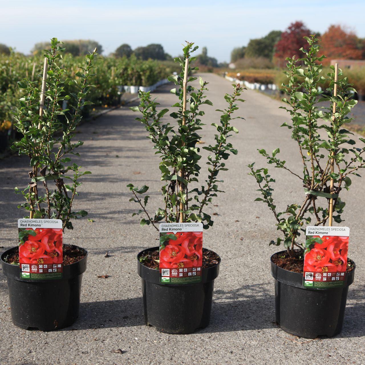 Chaenomeles speciosa RED KIMONO plant