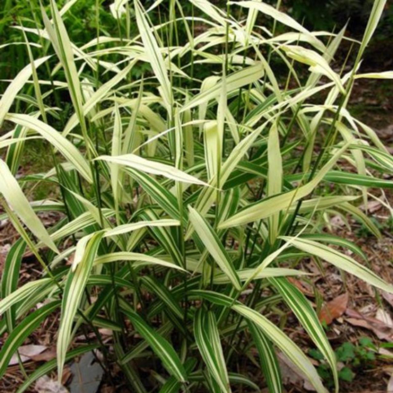 Chasmanthium latifolium 'River Mist' plant