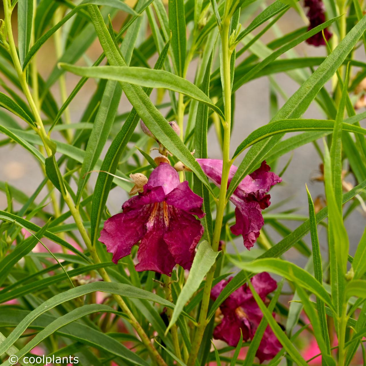 Chilopsis linearis 'Burgundy' plant