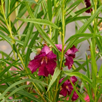 chilopsis-linearis-burgundy