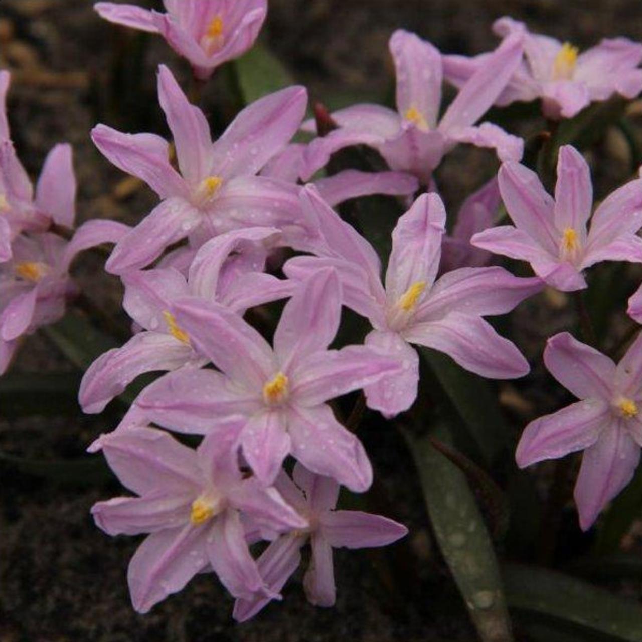 Chionodoxa luciliae 'Rose Queen' plant