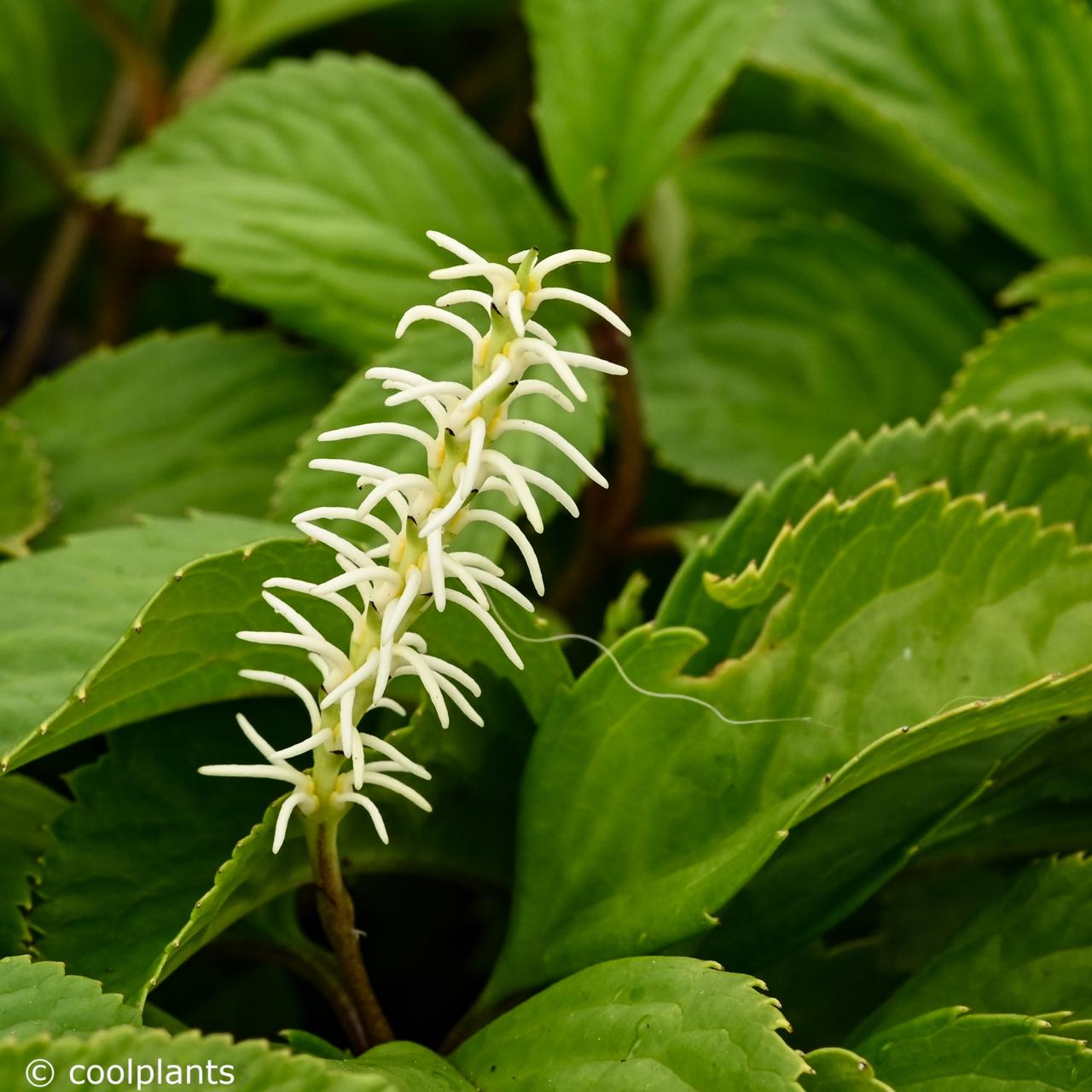 Chloranthus japonicus plant