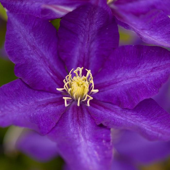 Clematis 'Daniel Deronda' plant