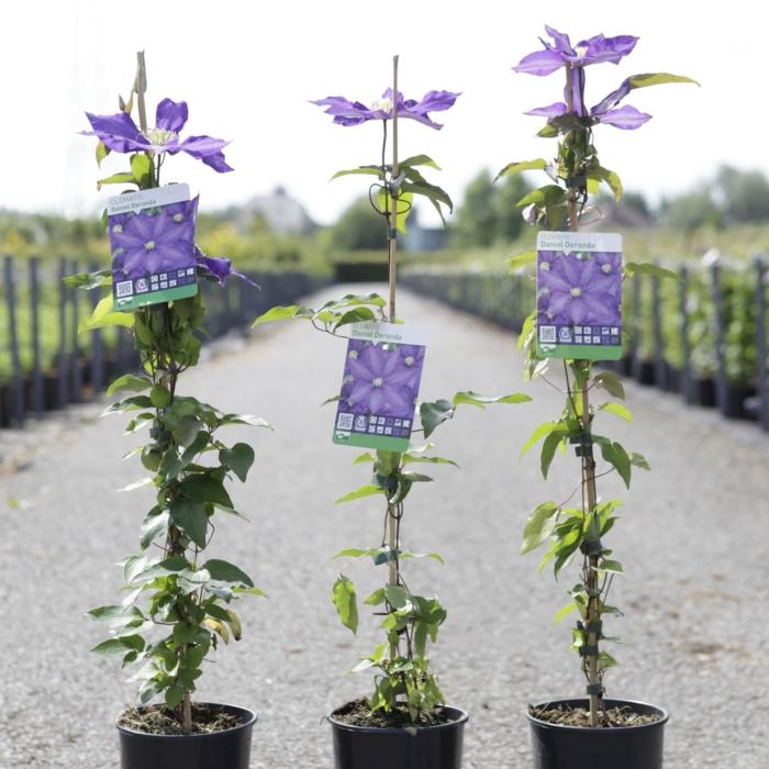 Clematis 'Daniel Deronda' plant