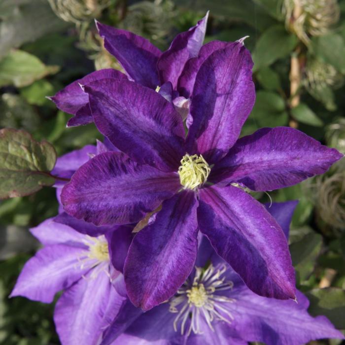 Clematis 'Daniel Deronda' plant