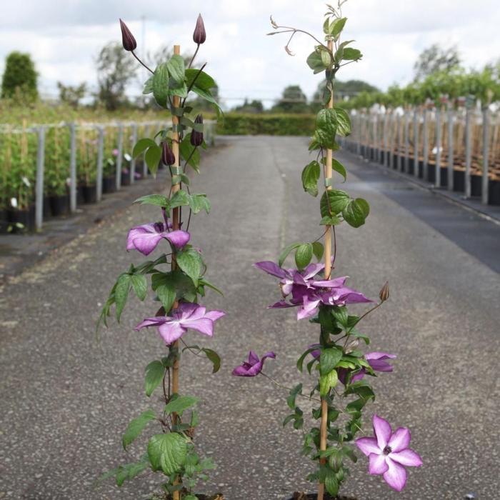 Clematis 'Lavallée' plant