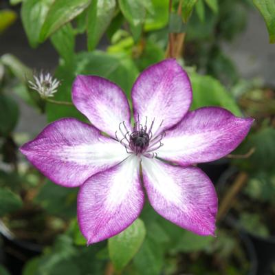 clematis-lavallee