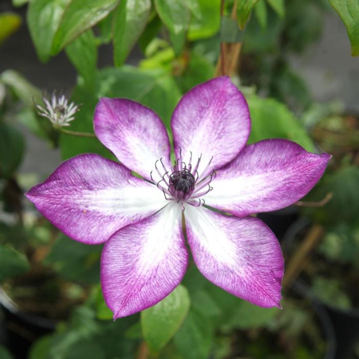 Clematis 'Lavallée' plant