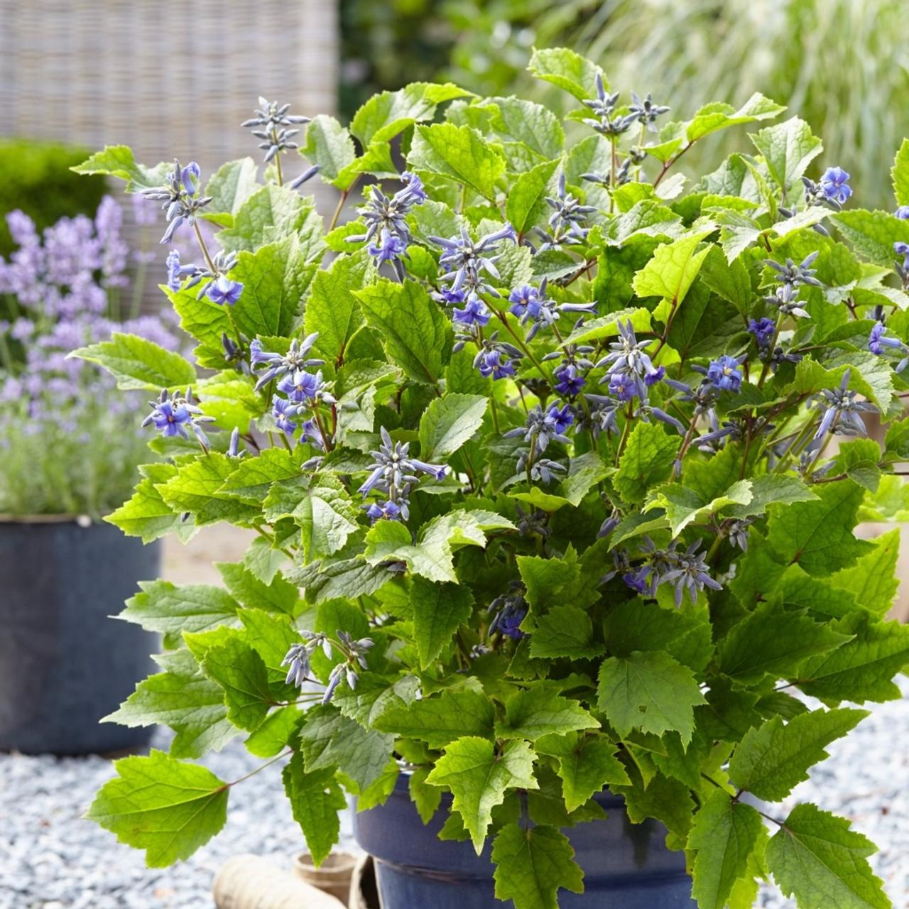 Clematis 'New Love'  plant