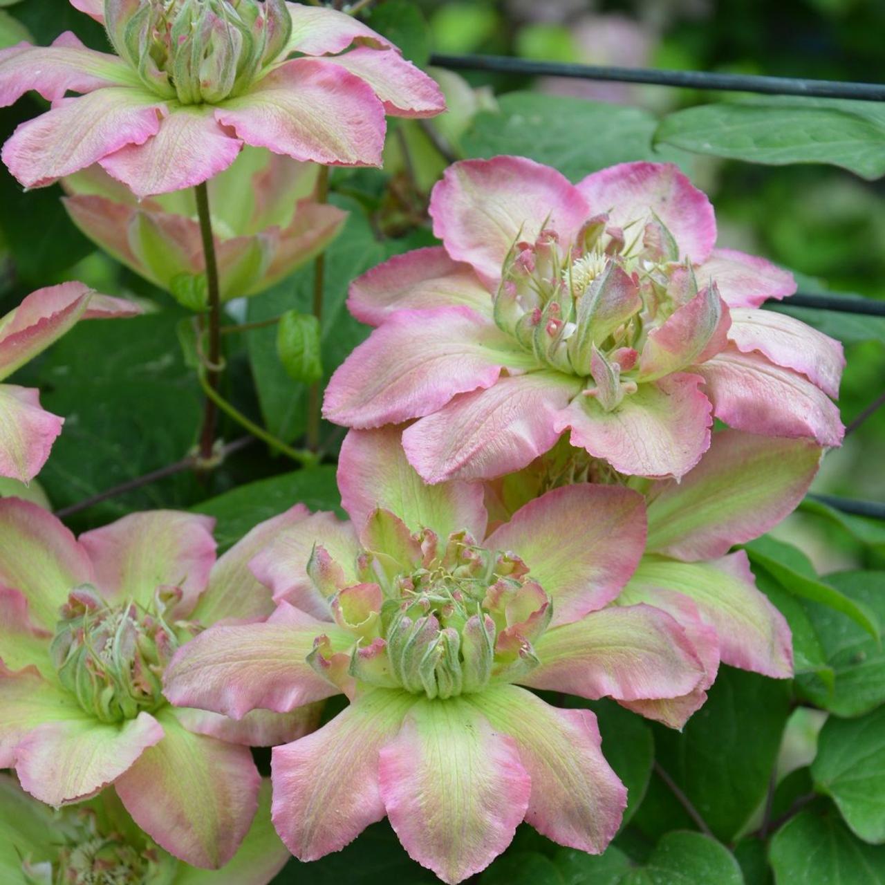 Clematis 'Pistachio Cake' plant