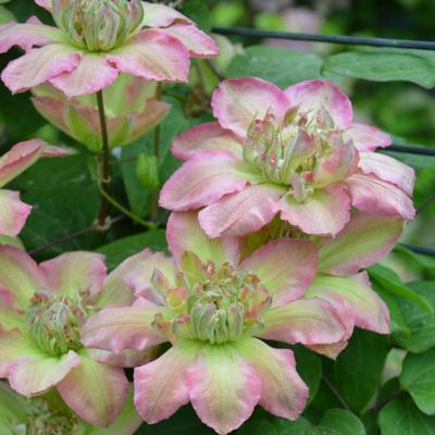 clematis-pistachio-cake