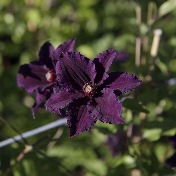 Clematis 'Rasputin' plant