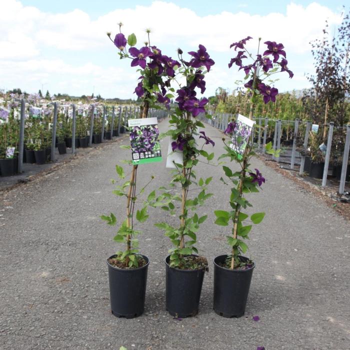 Clematis 'Rasputin' plant