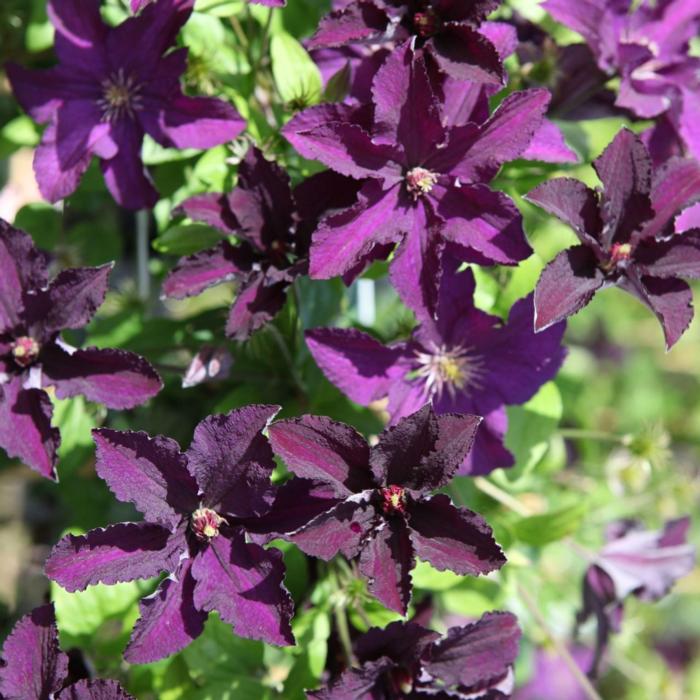 Clematis 'Rasputin' plant