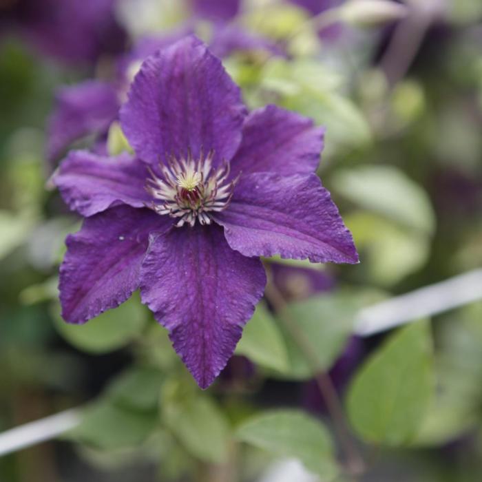 Clematis 'Rasputin' plant