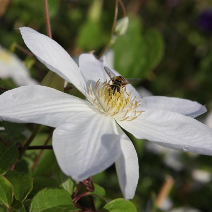 Clematis 'Shirayukihime' plant