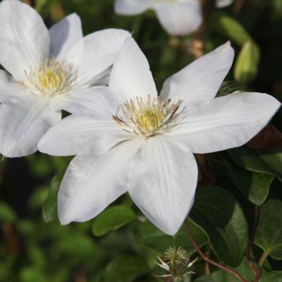 clematis-shirayukihime