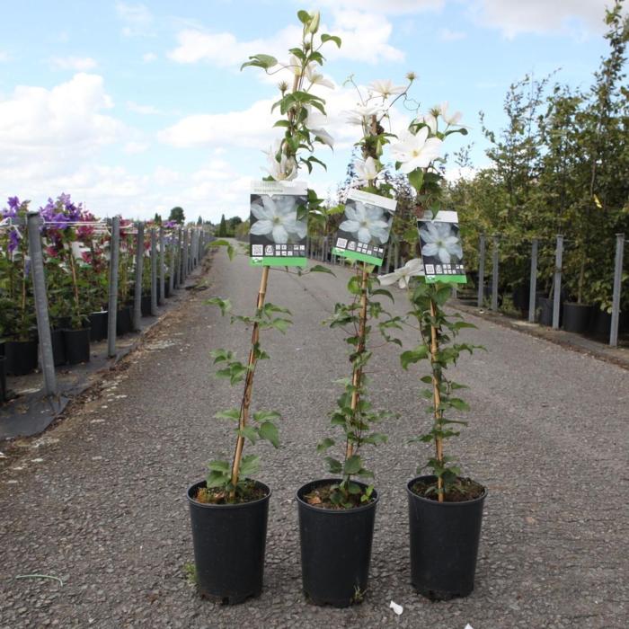 Clematis 'Shirayukihime' plant