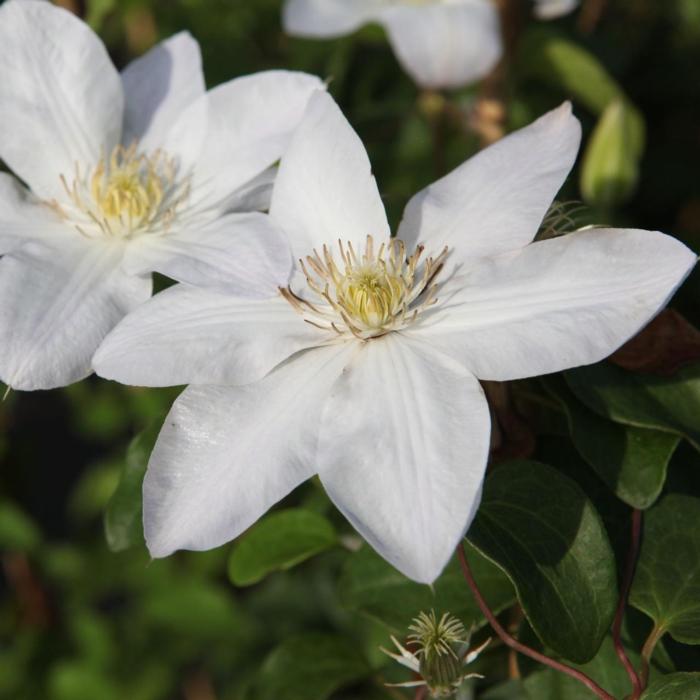 Clematis 'Shirayukihime' plant