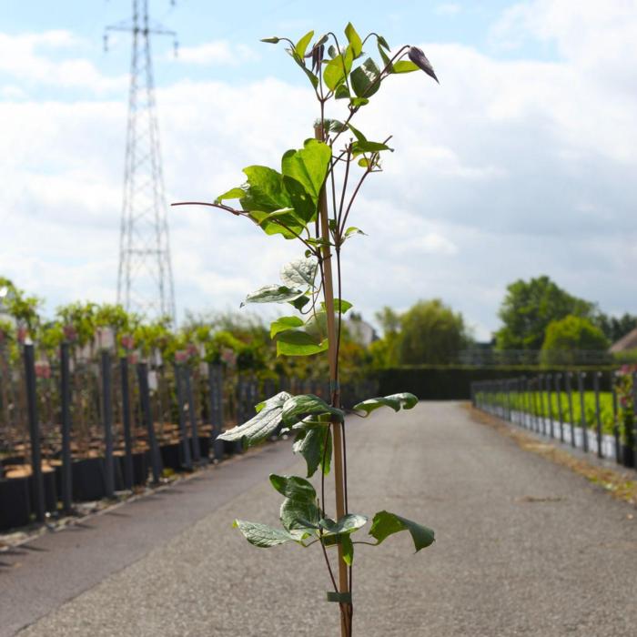 Clematis 'Tie Dye' plant