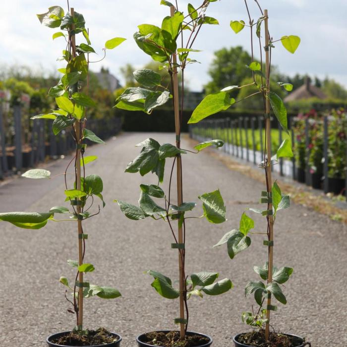 Clematis 'Tie Dye' plant