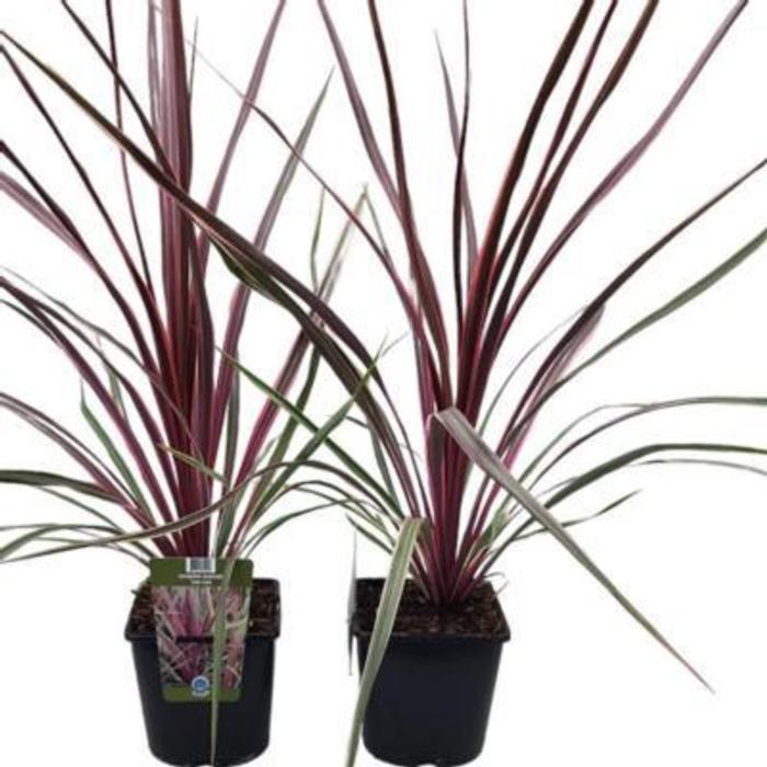 Cordyline australis 'Can Can' plant