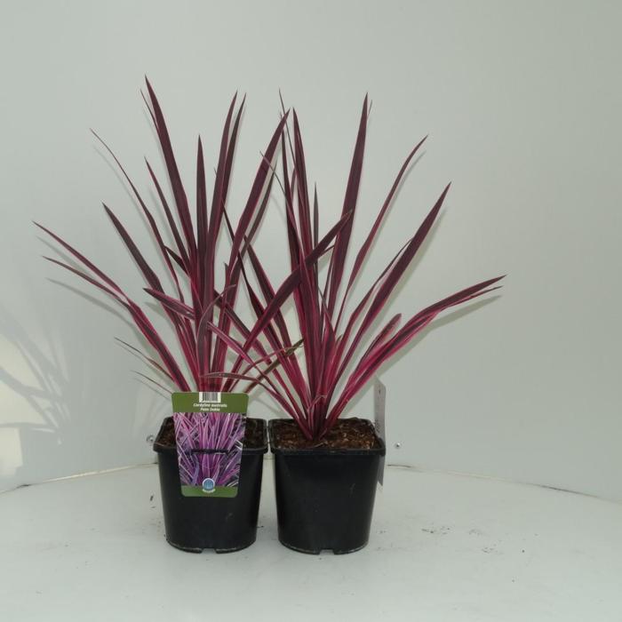 Cordyline australis 'Paso Doble' plant