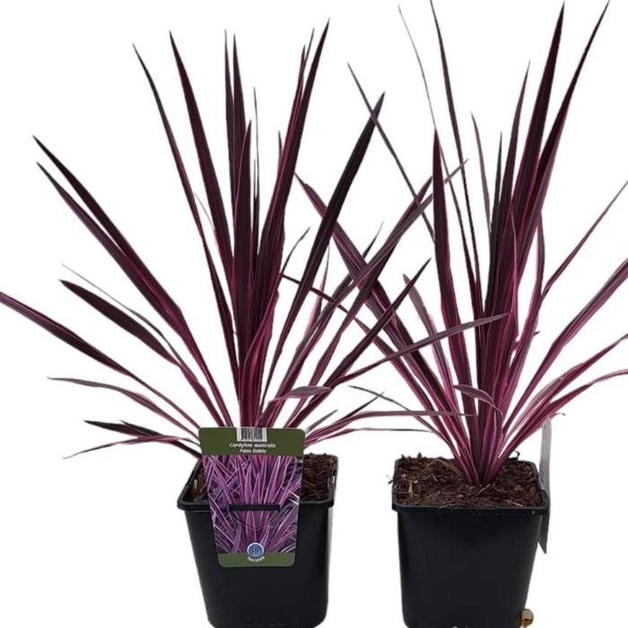 Cordyline australis 'Paso Doble' plant