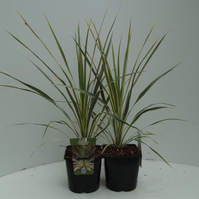 Cordyline australis 'Torbay Dazzler plant