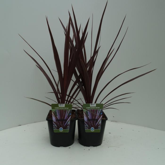 Cordyline 'Red Star' plant