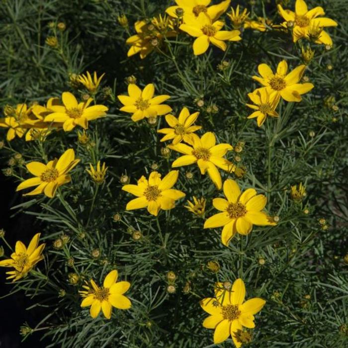 Coreopsis verticillata 'Zagreb' plant