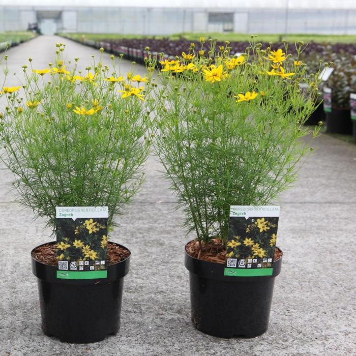 Coreopsis verticillata 'Zagreb' plant